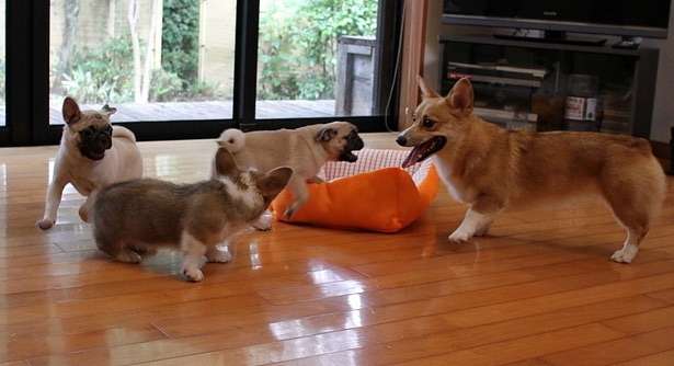好きな犬の種類