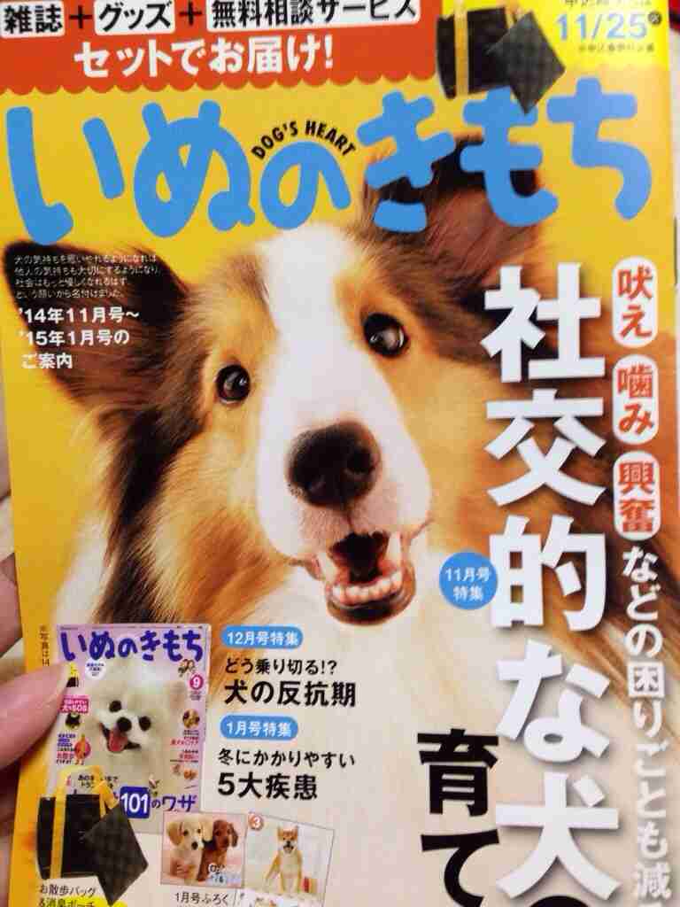 好きな犬の種類