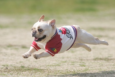 好きな犬の種類