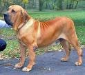 好きな犬の種類