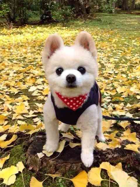 好きな犬の種類
