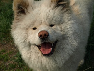 好きな犬の種類