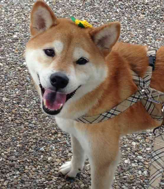 好きな犬の種類