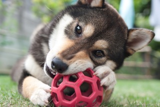 好きな犬の種類