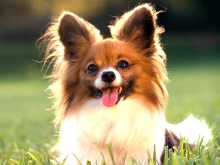 好きな犬の種類