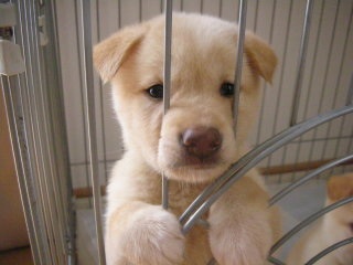 好きな犬の種類