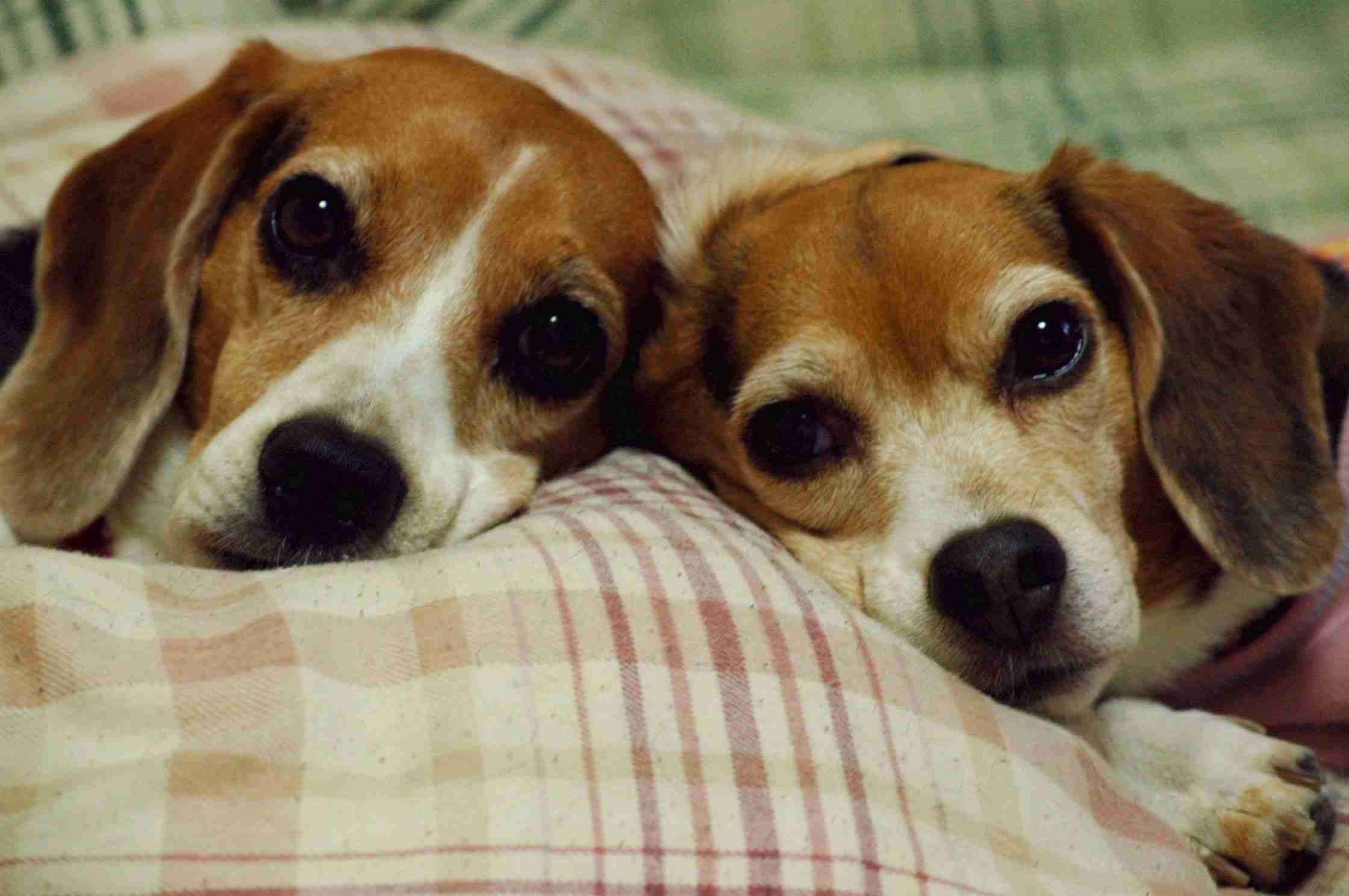 好きな犬の種類