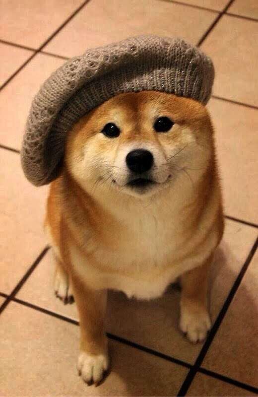 好きな犬の種類