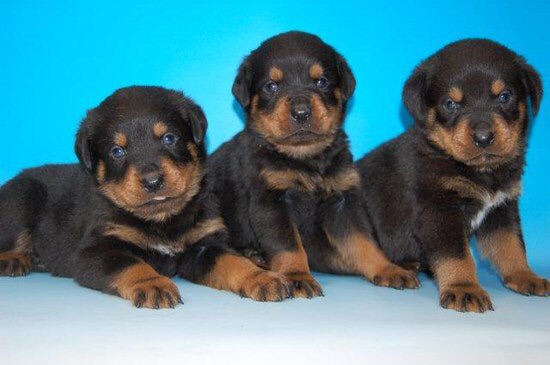 好きな犬の種類