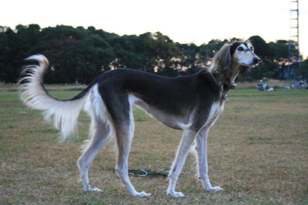 好きな犬の種類