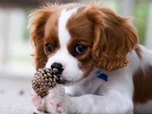 好きな犬の種類