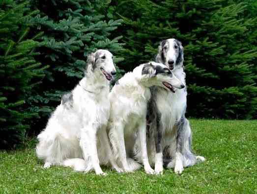 好きな犬の種類