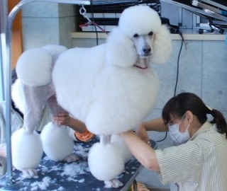 好きな犬の種類
