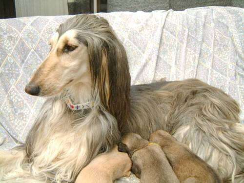 好きな犬の種類