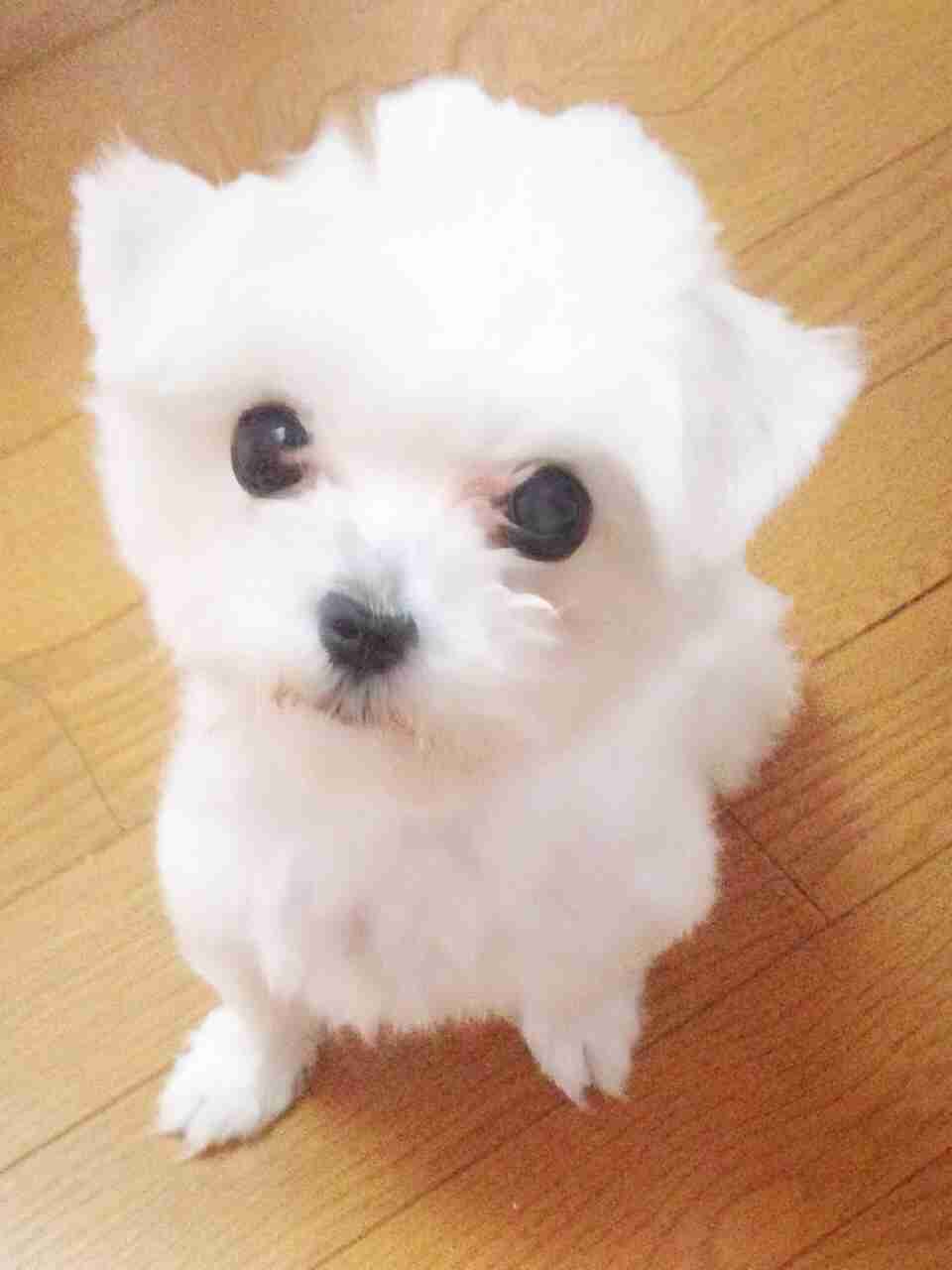 好きな犬の種類