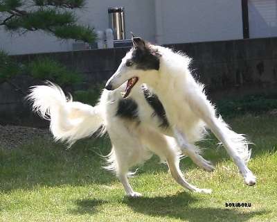 好きな犬の種類