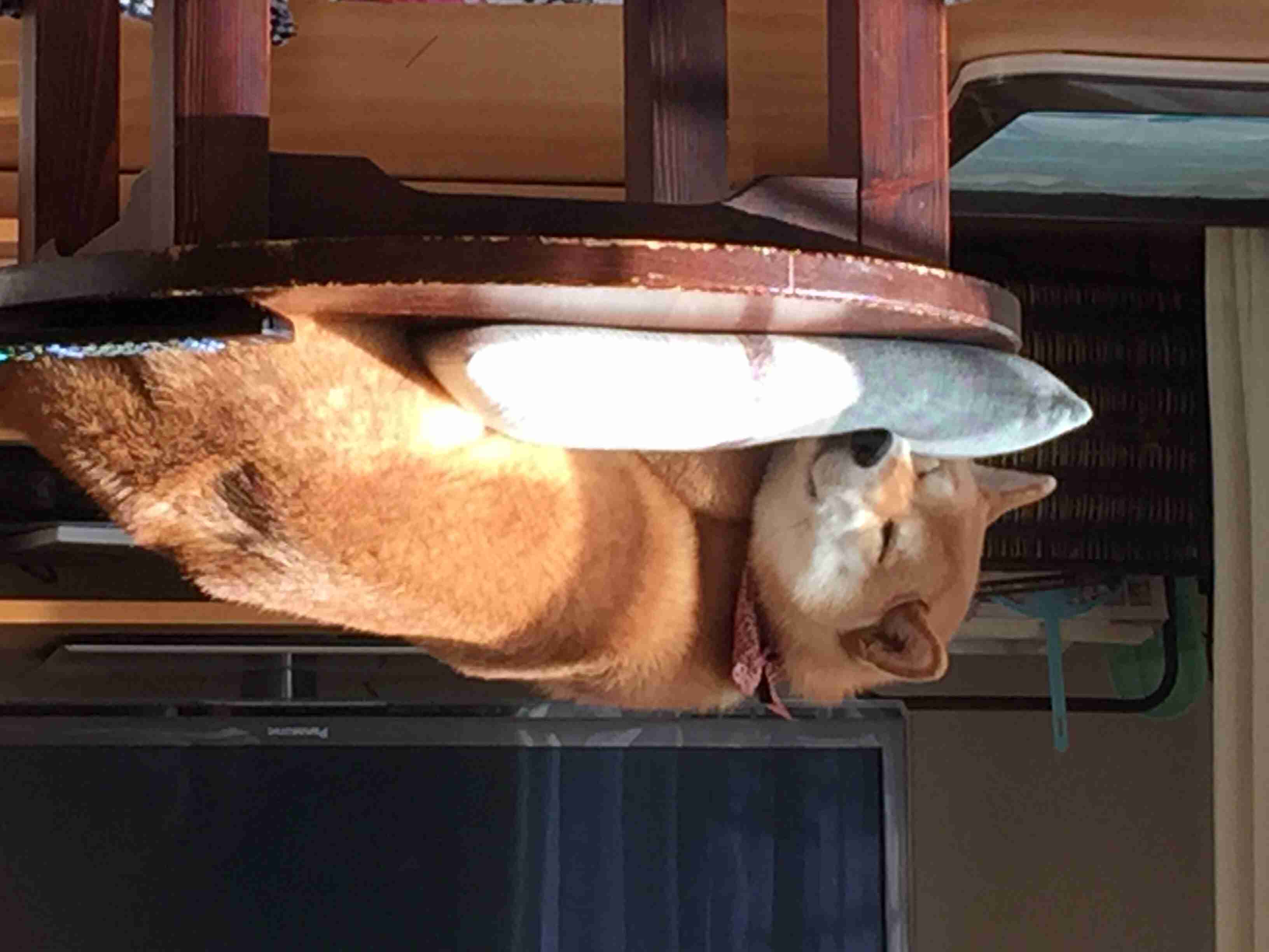 好きな犬の種類