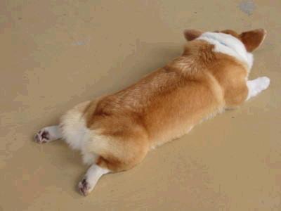 好きな犬の種類