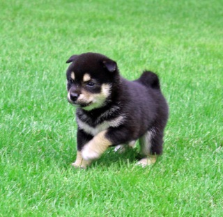 好きな犬の種類