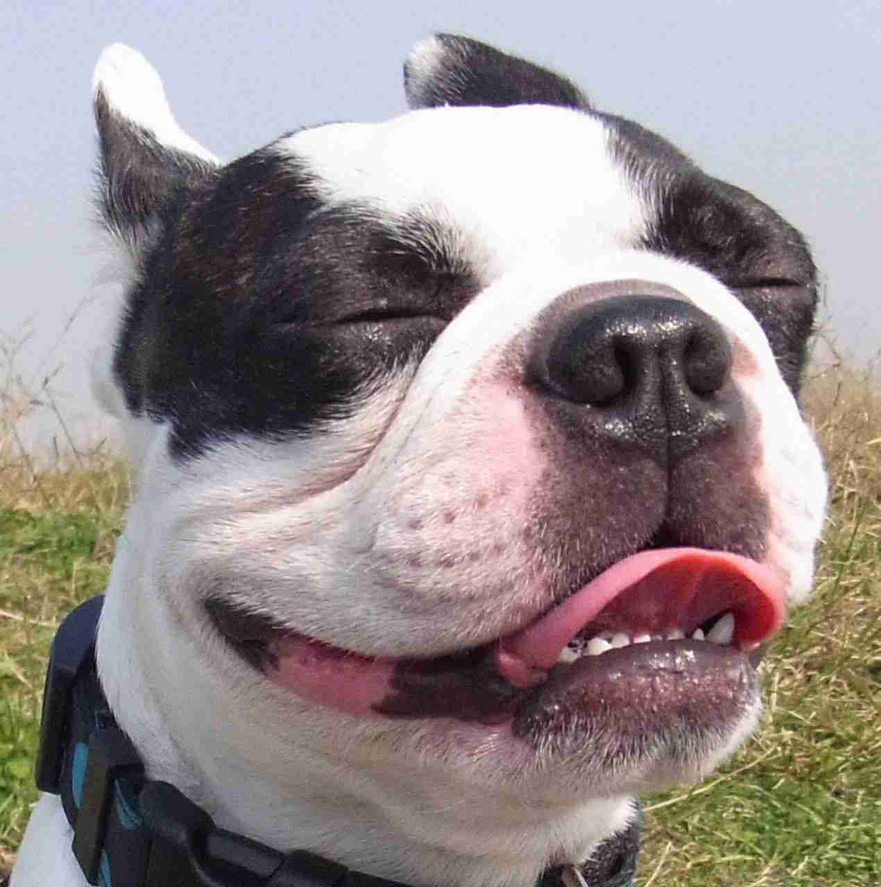 好きな犬の種類