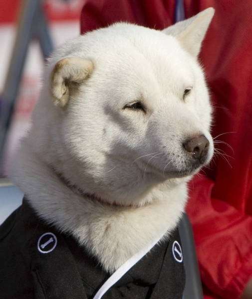 好きな犬の種類