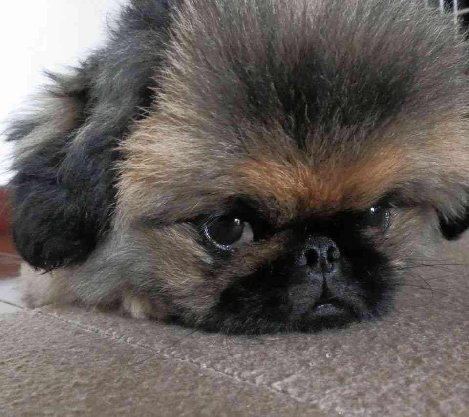 好きな犬の種類