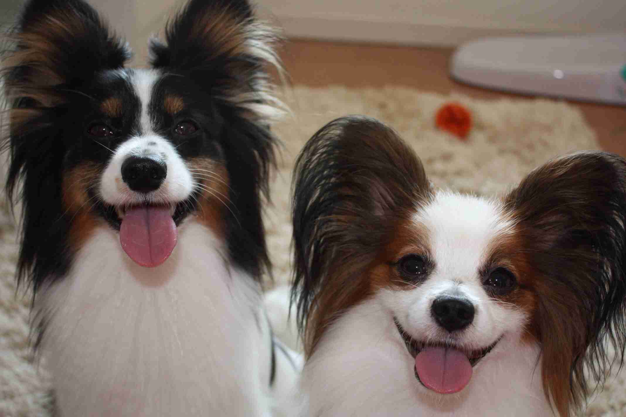 好きな犬の種類