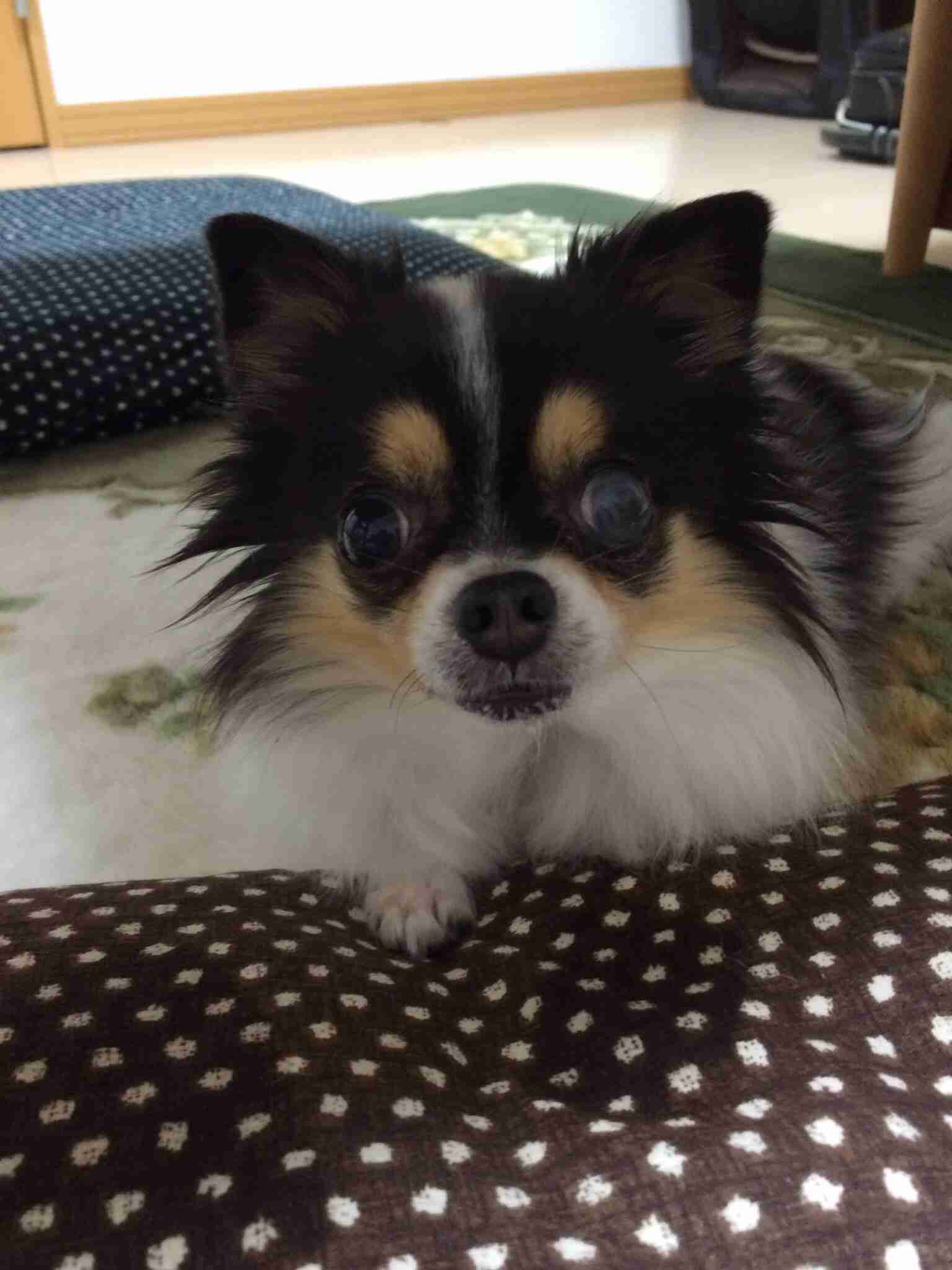 好きな犬の種類