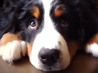 好きな犬の種類