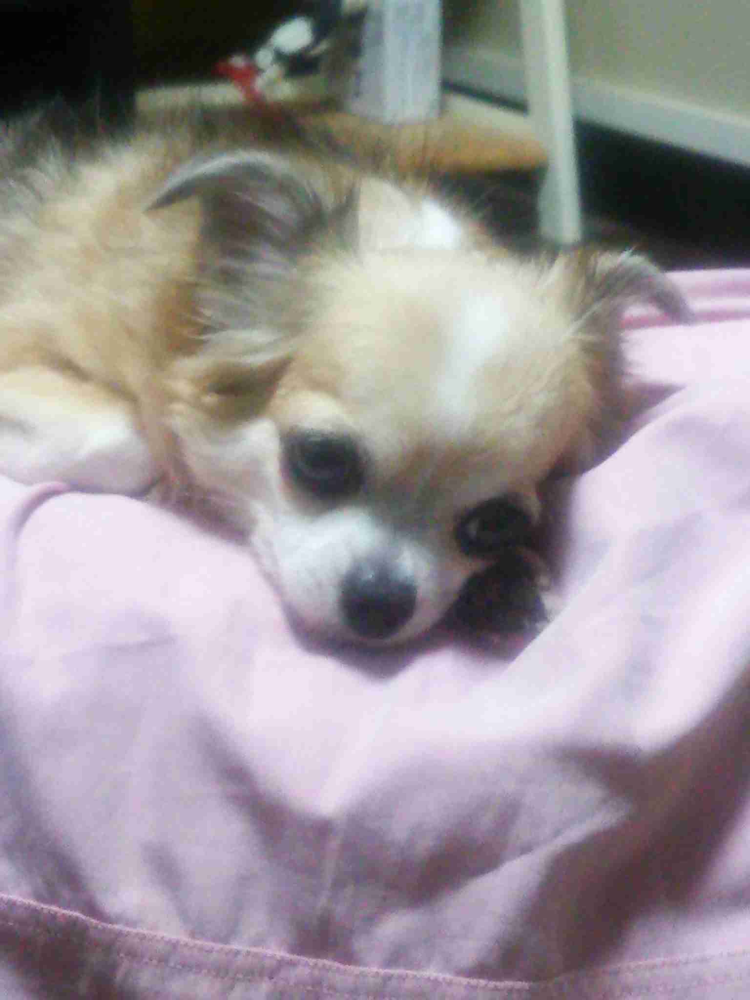 好きな犬の種類