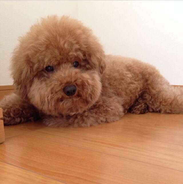 好きな犬の種類