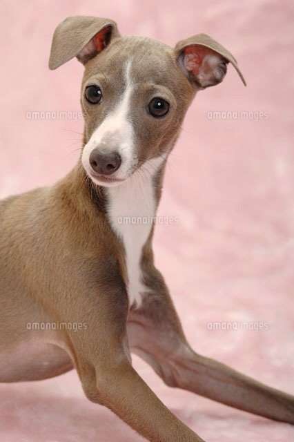 好きな犬の種類