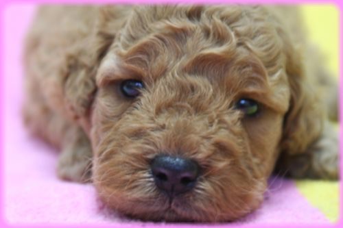 好きな犬の種類