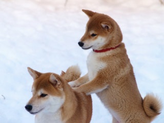 好きな犬の種類