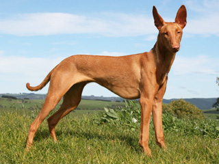 好きな犬の種類
