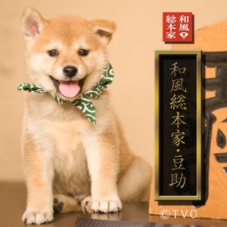 好きな犬の種類