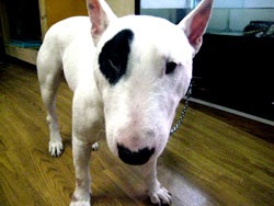 好きな犬の種類