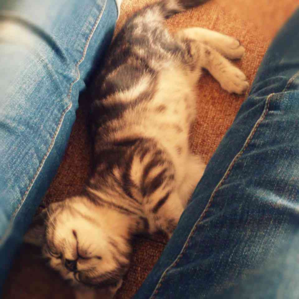 猫飼ってる（飼ってた）人あつまれにゃ～