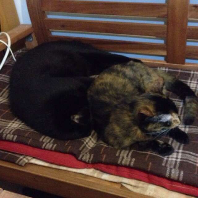 猫飼ってる（飼ってた）人あつまれにゃ～