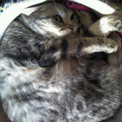 猫飼ってる（飼ってた）人あつまれにゃ～