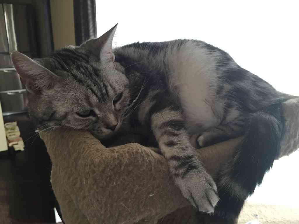 猫飼ってる（飼ってた）人あつまれにゃ～