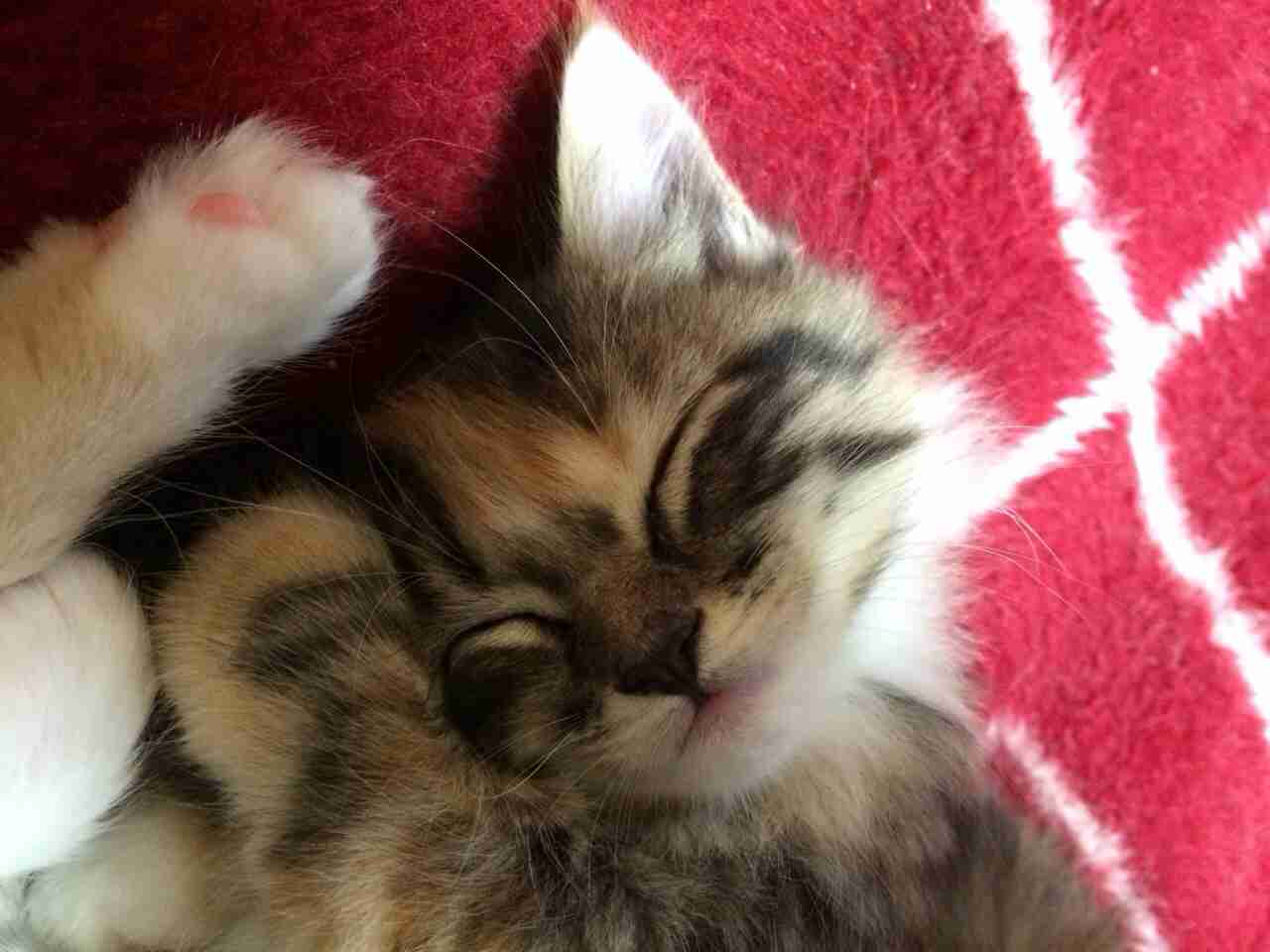 猫飼ってる（飼ってた）人あつまれにゃ～