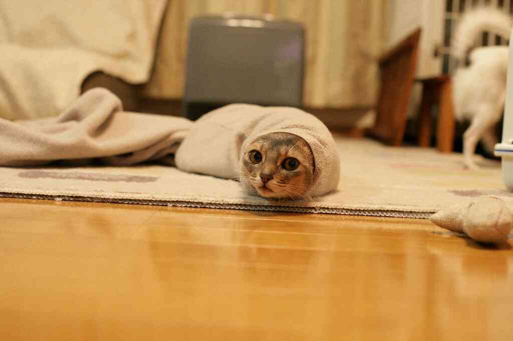 猫飼ってる（飼ってた）人あつまれにゃ～