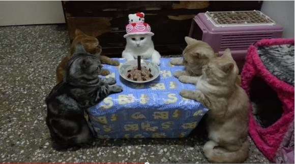 猫飼ってる（飼ってた）人あつまれにゃ～