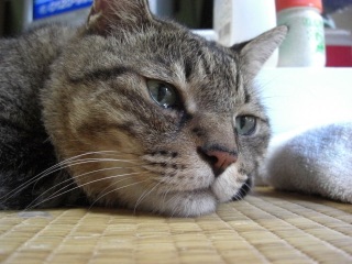 猫飼ってる（飼ってた）人あつまれにゃ～
