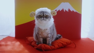 猫飼ってる（飼ってた）人あつまれにゃ～