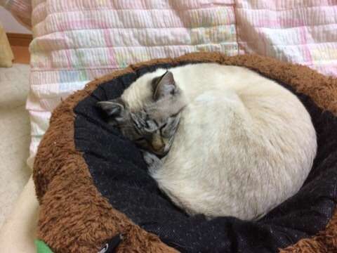 猫飼ってる（飼ってた）人あつまれにゃ～