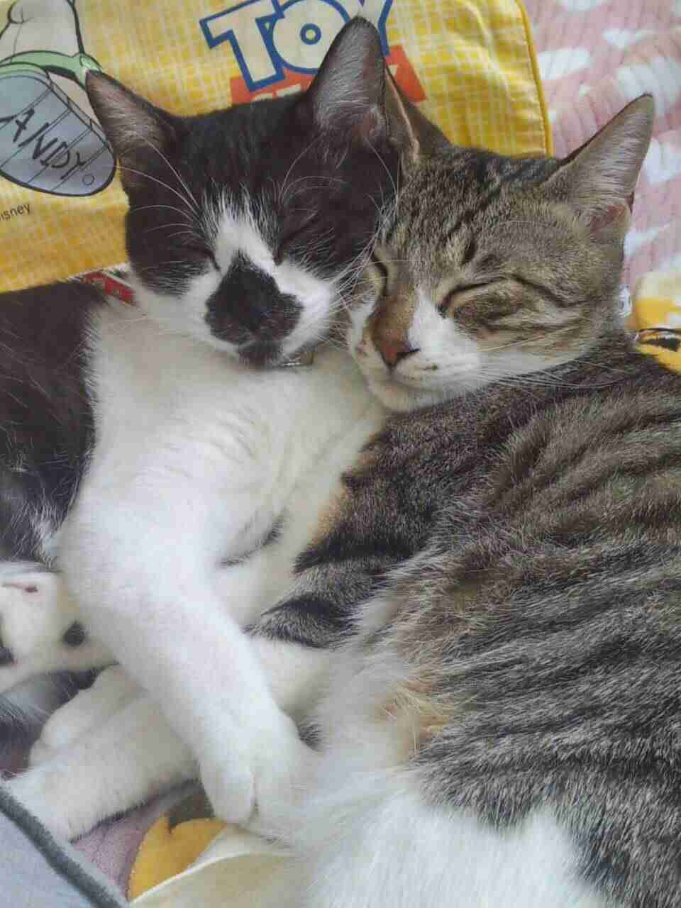 猫飼ってる（飼ってた）人あつまれにゃ～