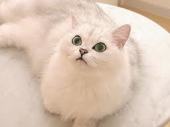 猫飼ってる（飼ってた）人あつまれにゃ～