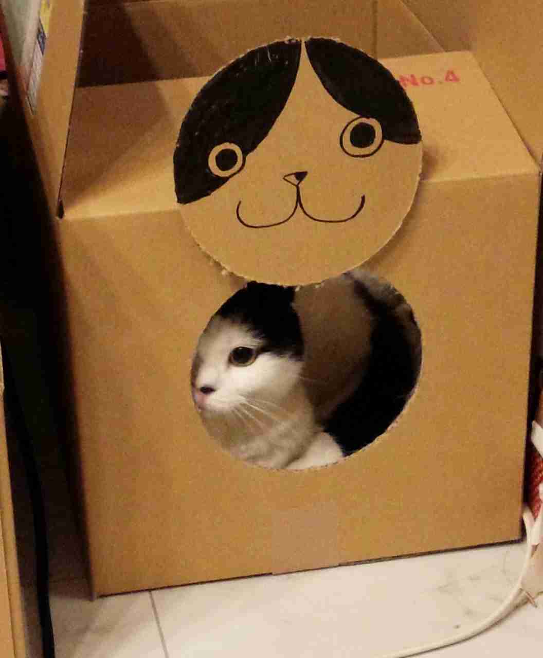 猫飼ってる（飼ってた）人あつまれにゃ～